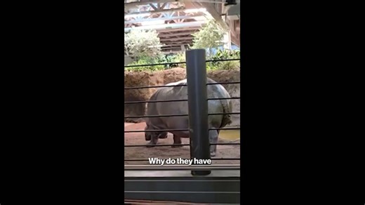 Watch explosive moment hippo claims territory