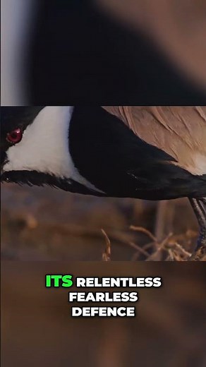 Masked Lapwing: Australia's Fearless Bird with Wing Spurs