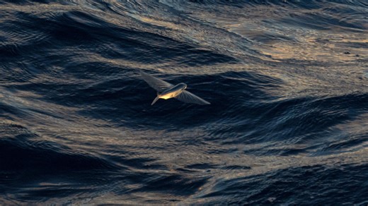 Protecting the ocean: What is the high seas treaty?