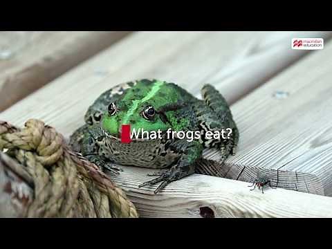 A Frog Eating Insects | Macmillan Education India