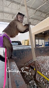 early morning Lowe's run adding onto our chicken house #lifewiththelachers #Gaitlynrae #Graefarms #Lifewithgaitlyn | Grae Farms LLC