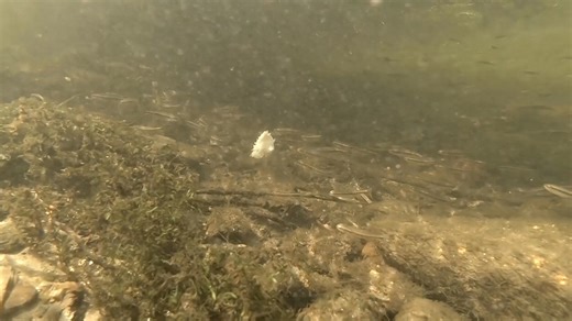Rolling Bread for Barbel! 🍞 Many are familiar with 'rolling meat' but how many have used bread? Join James Denison 'in session' using this cheap and effective bait on an intimate London River. Live now on the Drennan YouTube 👌 #drennan #drennanspecialist | Drennan International