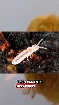 Que son los colembolos?