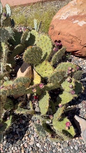 Forbidden Fruit: A Taste of Arizona's Wild Cactus Berry