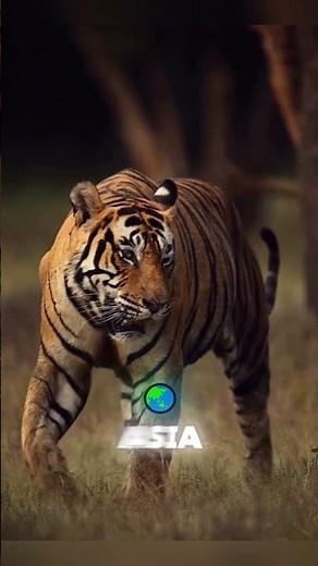 The King of the Jungle? Meet the Mighty Bengal Tiger! 🐅🔥 #bengaltiger