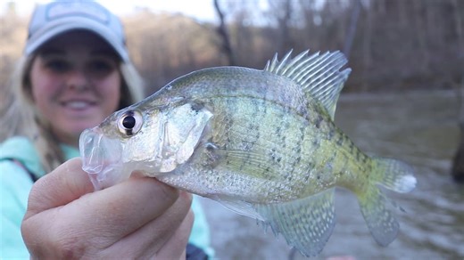 Anglers catch crappie every single cast in flooded river
