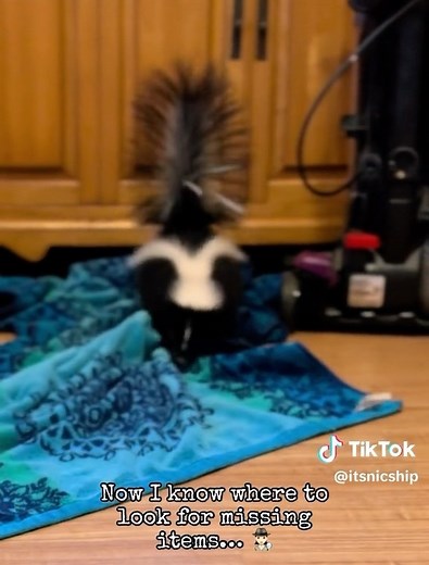 1.3K views · 17 reactions | Too funny! A customer video submission 令✨ Follow us for more exotic pet content! | NJ Exotic Pets | Facebook