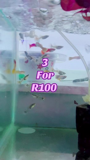 Discover Exquisite Guppies at Bubble’s Koi & Aquatics
