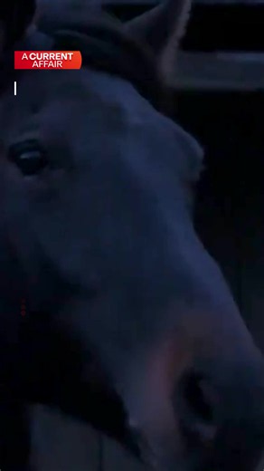 Kosciuszko National Park wild horse culling explained