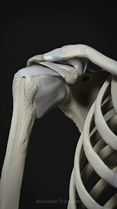 392K views · 1.9K reactions | We’ve animated the shoulder girdle, showcasing its ligaments, the glenoid lip, and the capsule of the shoulder joint. We hope you like the result! Thank you to our subscribers for making this animation possible. We appreciate the support! #shoulder #gridle #labrum #ligaments #humerus #scapula #clavicle #anatomystandard #3danatomy #biomechanics #upperlimb #arm #animation #3danimation | Anatomy Standard | Facebook