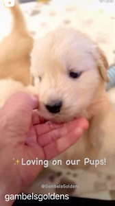 ✨Loving on our Pups!🐾🐾💕 . . #goldenretrievertoday #goldenretrieverpuppys #goldenretrieverpuppyofinstagram #goldenretrieverslovex #goldenretrievercutepup #goldenretrieverphotos #goldenretriverworld #goldenretrieverpuppyofinstagram #instagoldens #instagoldenretriever #ilovegolden_retrievers #goldenretrieversrule #goldenretrieverslovers # #ilovegoldens #welovegoldensretrievers #dailygolden #adorablegoldens #goldensarethebest #goldenretrieverpuppys #goldenretrieverpup | Gambel's Goldens