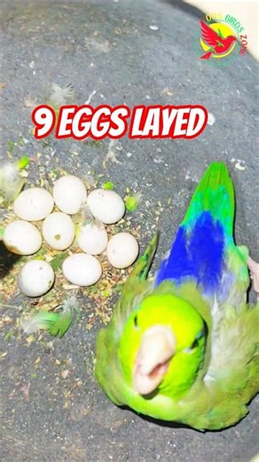 Parrotlet Laying Eggs || how to breed Forpus #breeding #birds #amazing