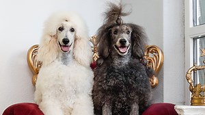 Ursula Eberli besucht mit Königspudeln weltgrösste Hundeausstellung