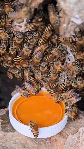 Busy Honey Bees Gathering Nectar