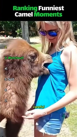Ranking Funniest Camel Moments