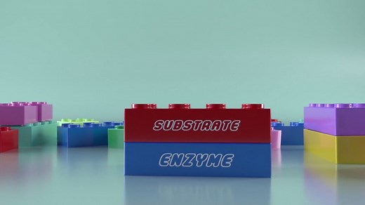 Enzymes and digestion (CCEA) - GCSE Combined Science - CCEA Double Award - Video - BBC Bitesize