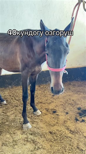 Discovering Kyrgyz Horse Culture: A Journey in Bishkek