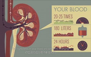 【TED_Ed知识课堂】肾是如何工作的？How do your kidneys work？