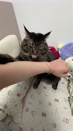 He's pretty good at playing the flute, cute pet debut plan, cats, first-person perspective of pe