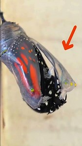 THE MAGIC OF NATURE: THE BUTTERFLY THAT IS REBORN