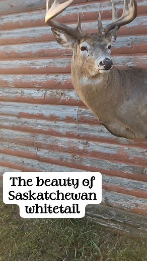 2.5K views · 28 reactions | Opening day in most rifle zones this morning, this is where most hunters local to us get after their target whitetail, safe successful hunting everyone!! | Tough Tines Taxidermy | Facebook