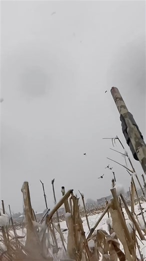 Duck hunting GoPro clips! #hunting #hunter #duckhunting #ducks #huntinglife #outdoors #hunt #gopro