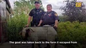 The 30: Goat rams through glass door of home, sleeps in bed | News 12 Hudson Valley