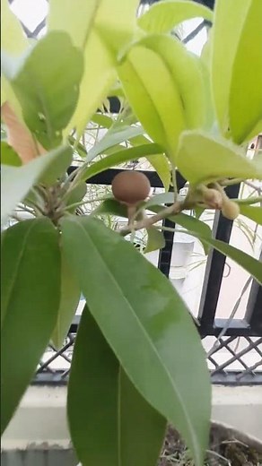 Finally! My Chiku Tree Gifted Me a Sweet Chiku Fruit 😍 ll #chiku #fruittree #fruit #terracegarden