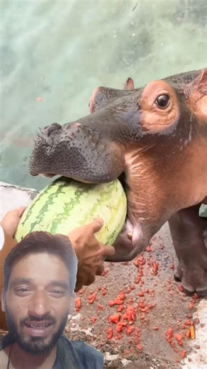 Trending #animal funny