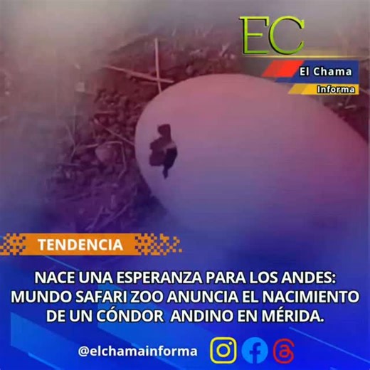 El Chama Informa on Instagram: "El Centro de Conservación Mundo Safari anuncia con orgullo el nacimiento de un polluelo de Cóndor Andino (Vultur gryphus), un evento que marca un antes y un después en la historia de la conservación nacional. Este nacimiento es el resultado del éxito reproductivo de la pareja conformada por Pichirapo y Nareupa, quienes han logrado consolidarse como una pareja fértil gracias al arduo trabajo del equipo técnico del centro. ​Una especie al borde de la extinción ​Este
