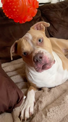 109 reactions · 4 comments | I reallllllly like my new ball  | Life with Lola & Jazzy | Facebook