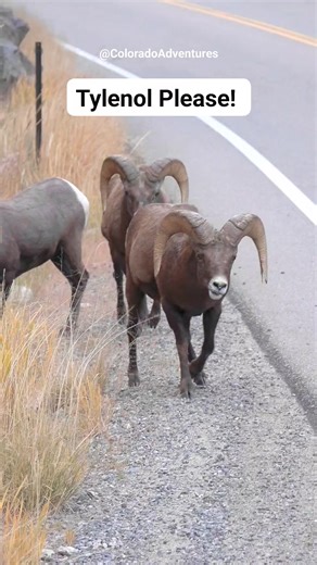 Big horn sheep are so interesting! Their skulls are definitely equipped for this type of impact. They can exert over 800 pounds of force when they butt heads and still stand up after it. Thanks for watching and please share this! . . #bighorn #bighornsheep #bighornram #rams #ram #Colorado #ColoradoAdventures #coloradowildlife #wildlifeplanet #wildlifeaddicts #foryou | Colorado Adventures