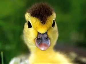 Baby Mozart Discovery Kit Animals Baby Einstein