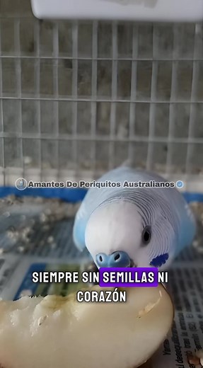 Sabías que darle manzana en trozos pequeños a tus periquitos australianos les aporta vitamina e hidratación 🍎🍎🍎 #Periquitosaustralianos | Amantes De Periquitos Australianos