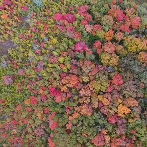 95 reactions · 14 shares | We could look at these leaves all day - how gorgeous is Autumn in Utah   by justin_mcvideo | Visit Utah | Facebook