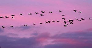 Birds Migration Flock Common Cranes Eurasian: стоковое видео (без лицензионных платежей), 3462947717 | Shutterstock