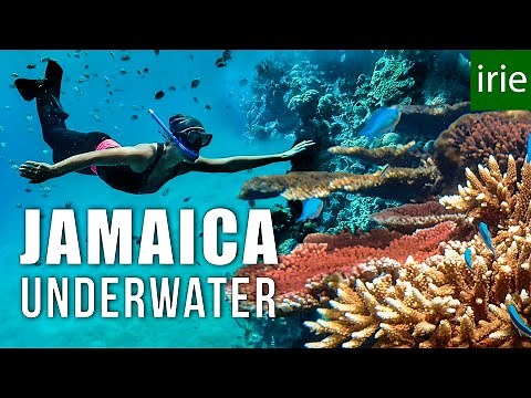 JAMAICA SNORKELING. Does Jamaica have good snorkeling? ft JESSICA CARGILL