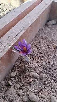 First saffron flower of 2025 | Indoor saffron farming| vertical saffron farming prototype