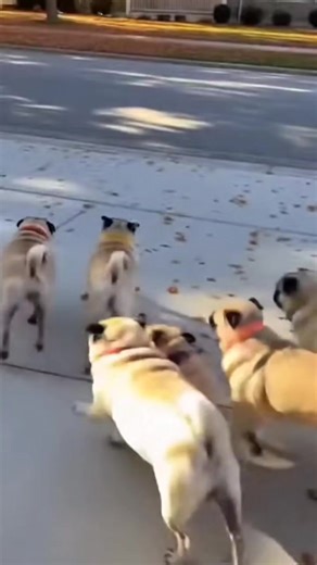 One pug pressed the doorbell of a house, and all the pugs ran away. | Pug World Mafia 2.0