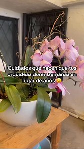 Las orquídeas son plantas muy fáciles de cuidar pero es importante entender y respetar su naturaleza epifita si queremos que estas nos duren años en lugar de semanas . Encuentra todo lo que necesitas para cuidar a tus orquídeas aquí https://exquenda.com.mx #exquenda #orquideas #cuidadodeorquideas #aprendedeorquídeas #hospitalexquenda | Exquenda