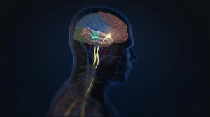 3d Animation Dopamine Serotonin Release Nervous: vídeo stock (100% livre de direitos) 1042776160 | Shutterstock