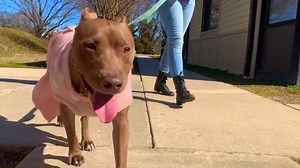 Homeless pets deserve love. Make it a reality for thousands by supporting Festival for the Animals with the MD SPCA! Sign up meow at https://support.mdspca.org/event/2021-virtual-festival-for-the-animals/e325267?utm_source=socialmedia&utm_medium=facebook&utm_campaign=festival2021&utm_content=march1921a. From now until April 17, raise money to save animals and preserve families by joining a fundraising team or creating your own. Every dollar raised will give pets a second chance and support famil