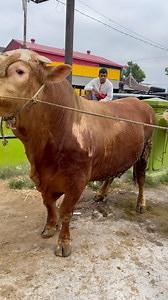 10K views · 142 reactions | Sapi Jumbo Hampir 1 Ton Masuk Pasar #sapijumbo #sapi1ton | Lutfi ak Yt | Facebook