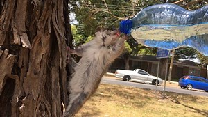 So parched | The Pet Collective