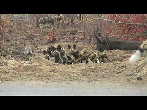 Beautiful pack of African Wild Dog puppies at their Den