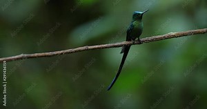 Long-tailed Sylph, Aglaiocercus kingi, rare hummingbird from Ecuador. Green blue bird from tropical forest, two animal in the nature habitat. Lichen moss branch with hummingbird in the jungle habitat.