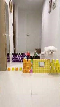 Dog Obstacle Course Competition