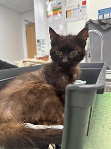 Sheffield vets appeal for information after "old lady" cat is abandoned