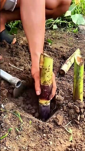 How to grow sugarcane