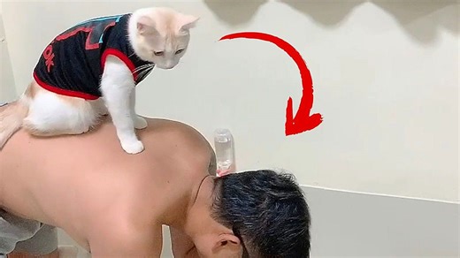 New gymbro: Cat climbs onto owner's back during workout in Thailand